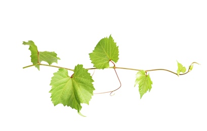 Photo of Fresh grapevine with leaves isolated on white