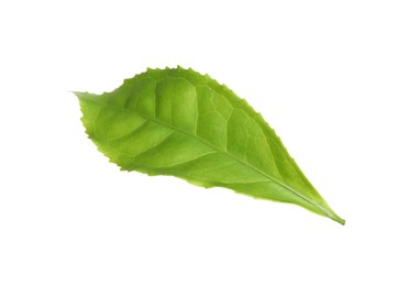 Photo of Fresh green tea leaf isolated on white