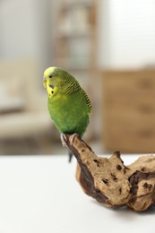 Photo of Pet parrot. Beautiful budgerigar siting on snag on table indoors