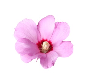 Photo of Beautiful tropical Hibiscus flower on white background