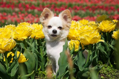 Photo of Cute Chihuahua dog among beautiful tulip flowers on sunny day