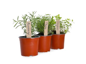 Photo of Different aromatic potted herbs isolated on white