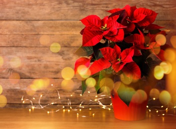 Image of Red poinsettia with fairy lights on table, bokeh effect. Christmas traditional flower