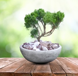 Image of Beautiful bonsai tree in pot on wooden table outdoors