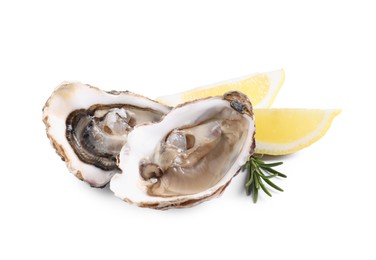 Fresh raw oysters served on white background