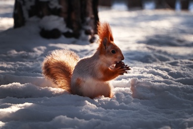 Photo of Cute squirrel with walnut on snow outdoors. Winter season