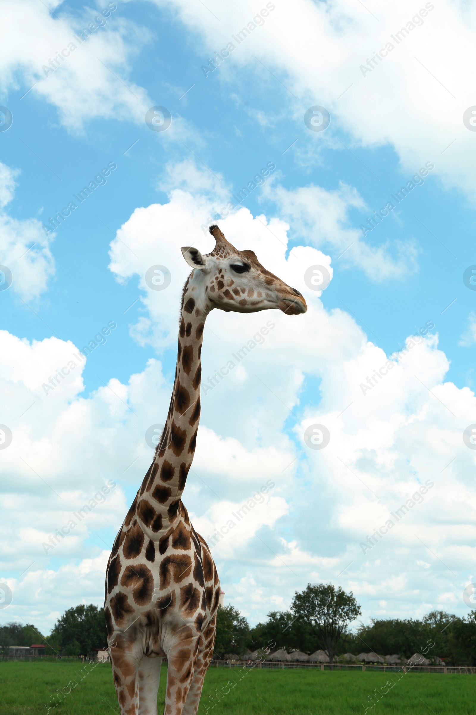 Photo of Beautiful spotted African giraffe in safari park