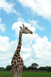 Photo of Beautiful spotted African giraffe in safari park