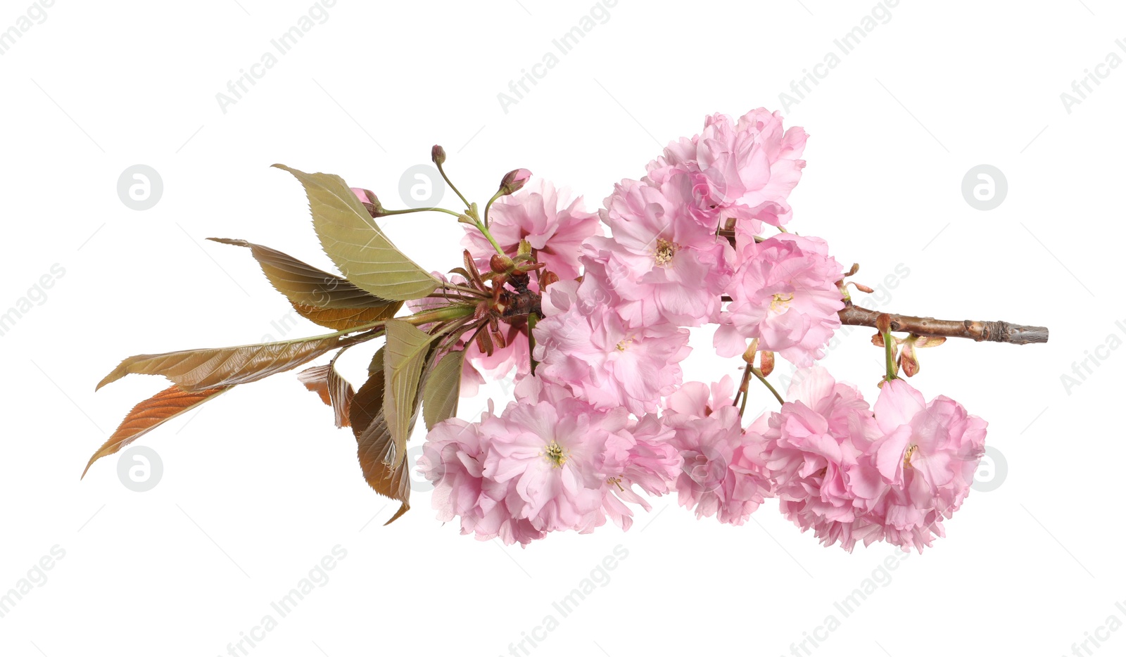 Photo of Beautiful sakura tree branch with pink flowers isolated on white