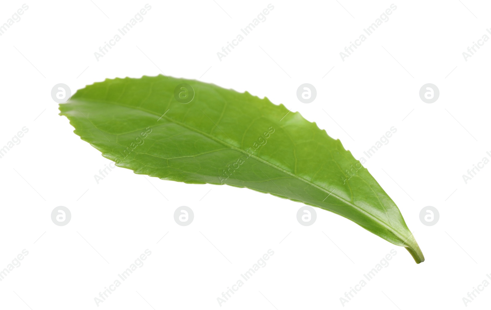 Photo of Green leaf of tea plant isolated on white