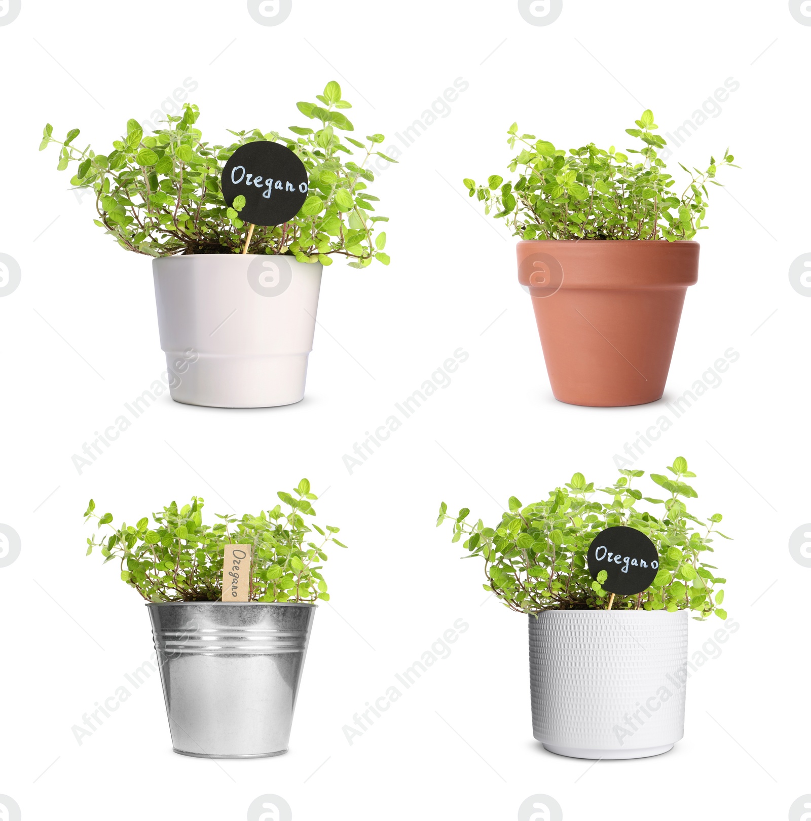 Image of Collage with oregano growing in different pots isolated on white