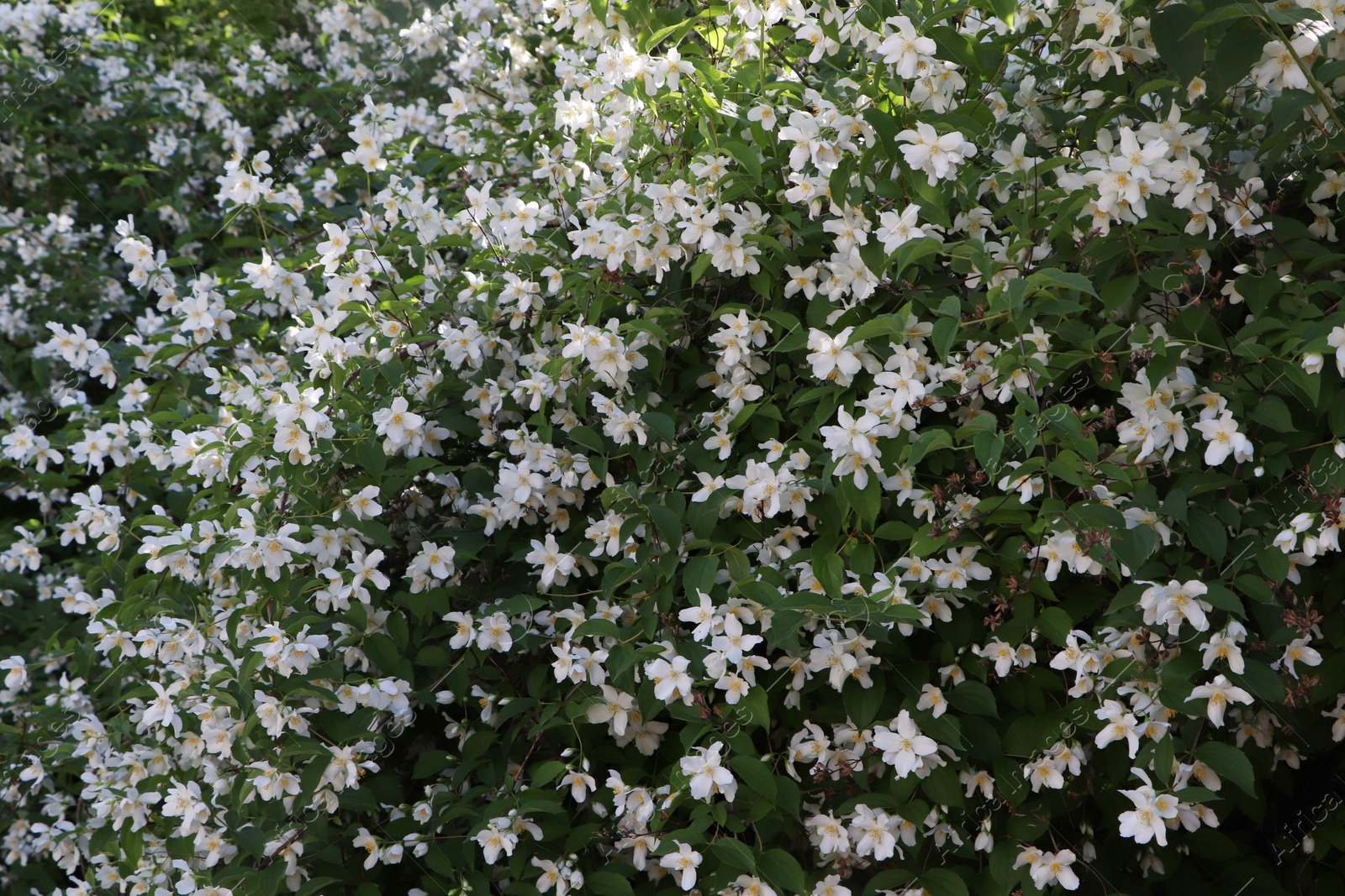 Photo of Beautiful blooming jasmine shrub with white flowers outdoors