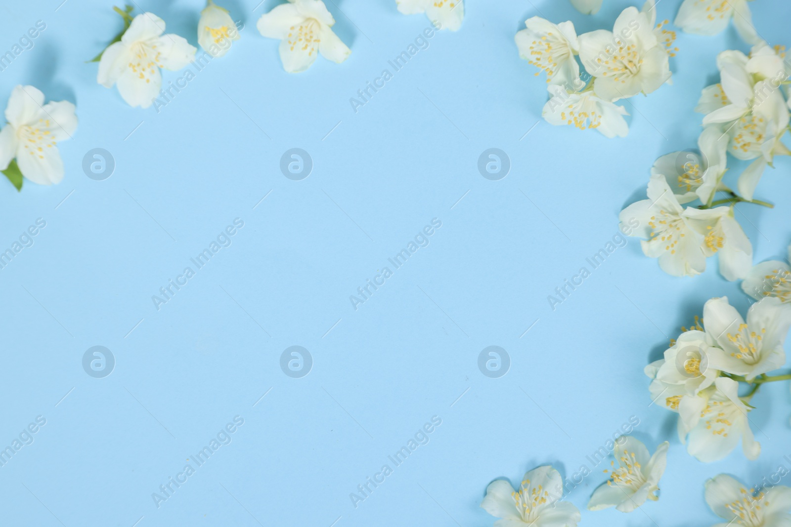 Photo of Beautiful jasmine flowers on light blue background, flat lay. Space for text