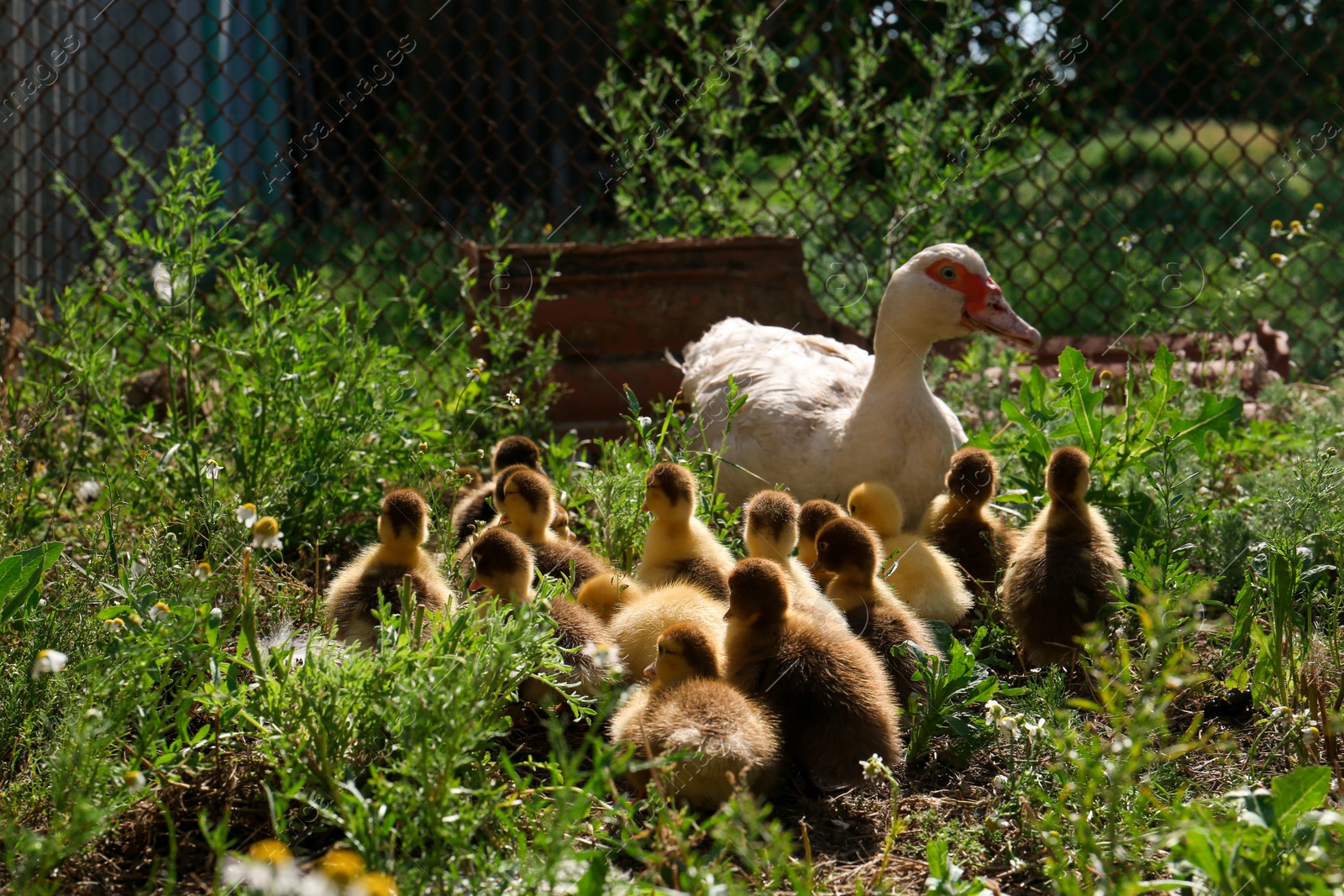 Photo of Cute fluffy ducklings with mother in farmyard