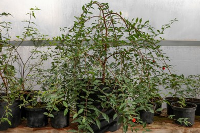 Photo of Potted Malpighia glabra plants on wooden surface in greenhouse