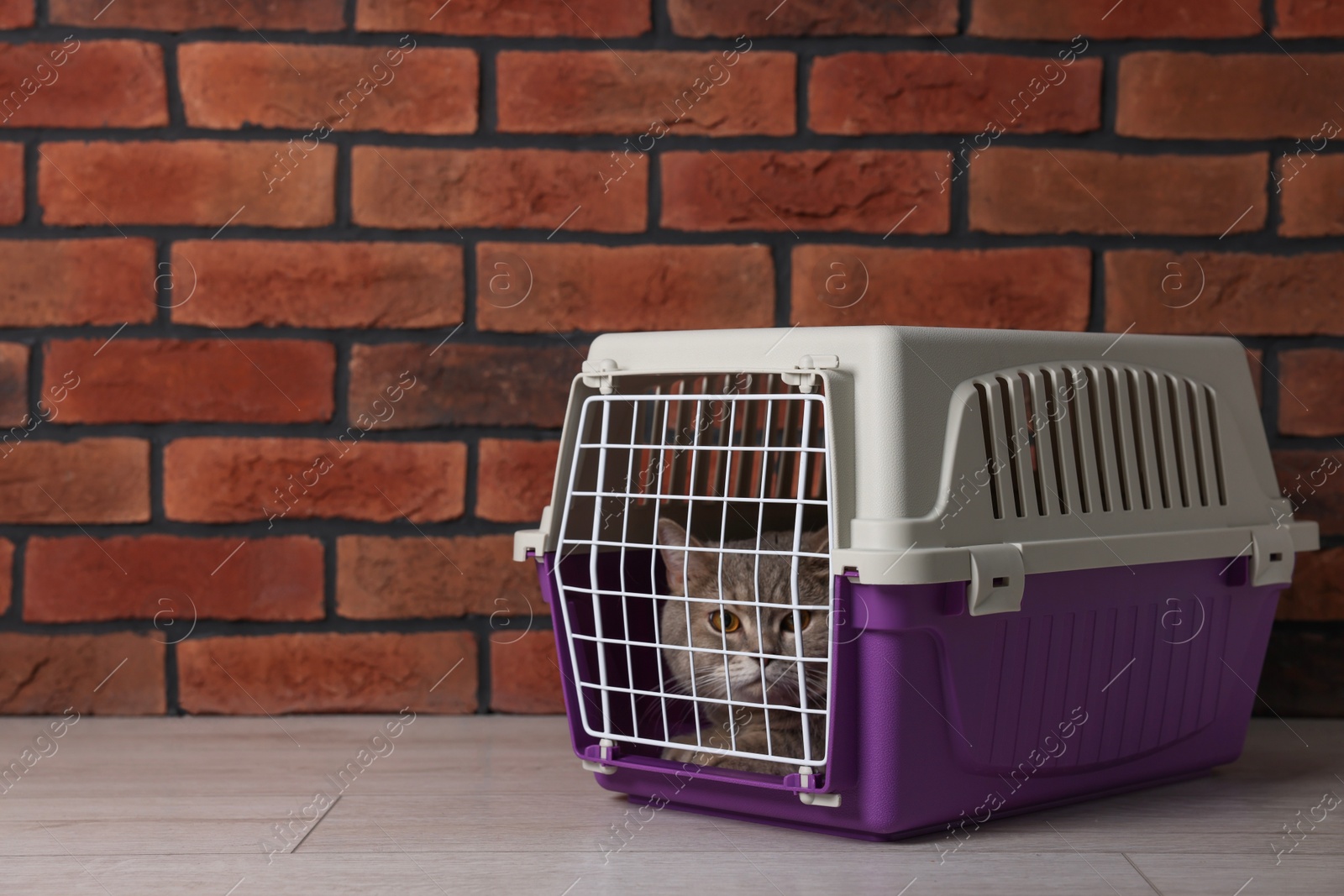 Photo of Travel with pet. Cute cat in carrier on floor near brick wall, space for text