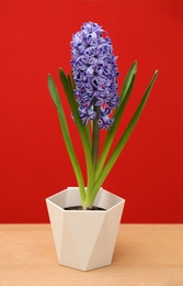 Beautiful hyacinth in pot on table against color background. Spring flower