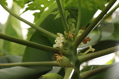 Blossoming papaya tree in greenhouse, closeup view