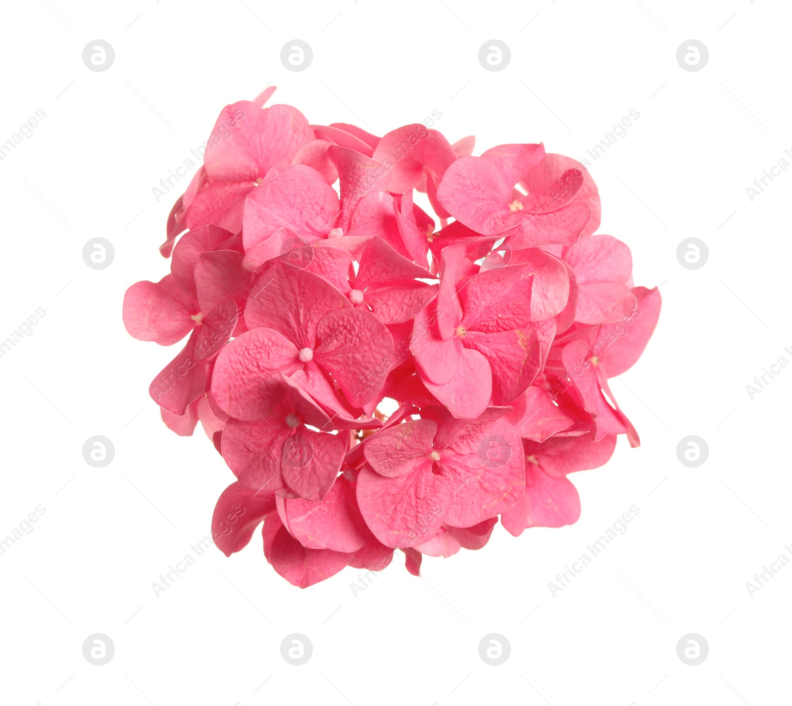 Photo of Beautiful pink hortensia flower isolated on white