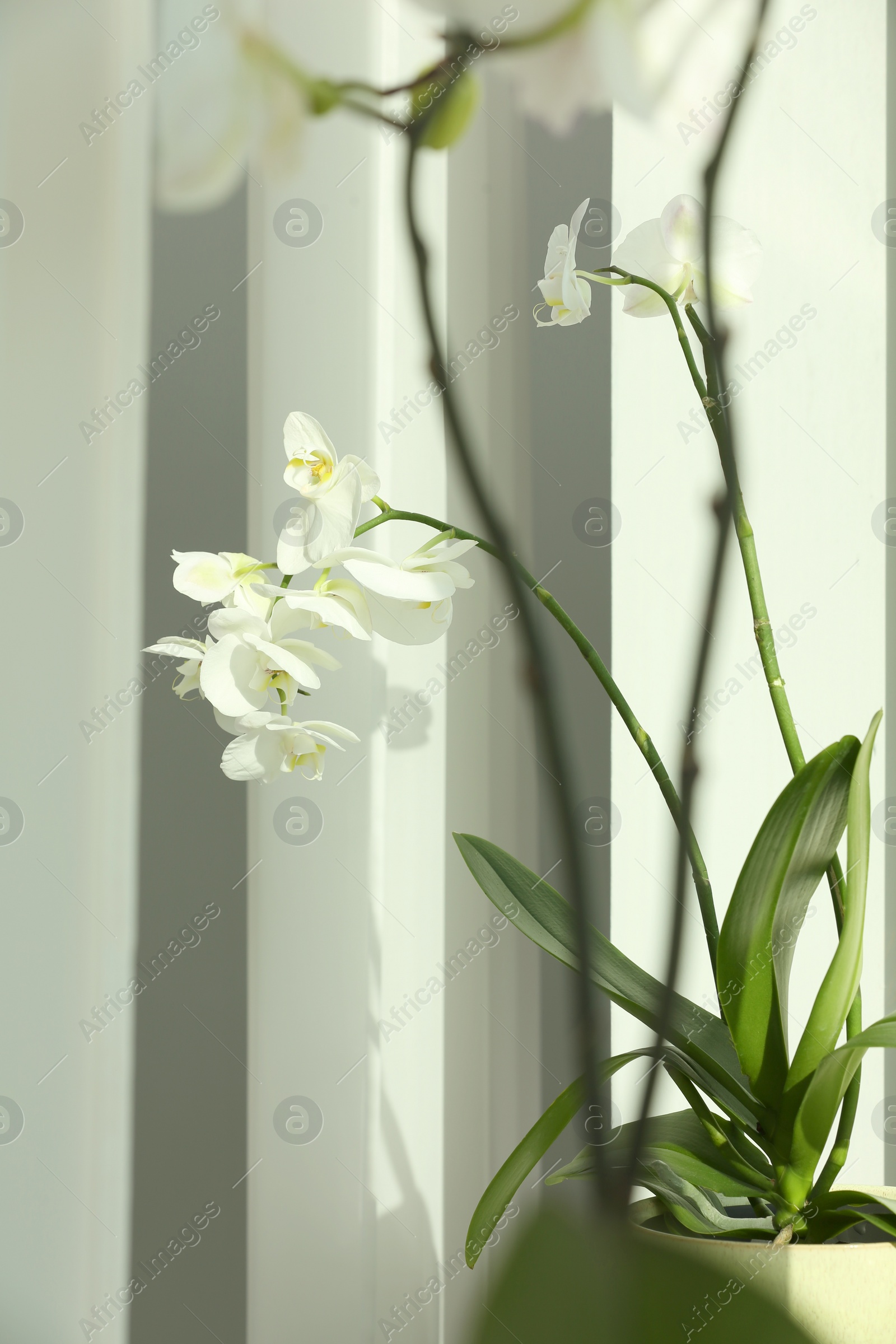 Photo of Blooming white orchid flowers in pot near window, closeup