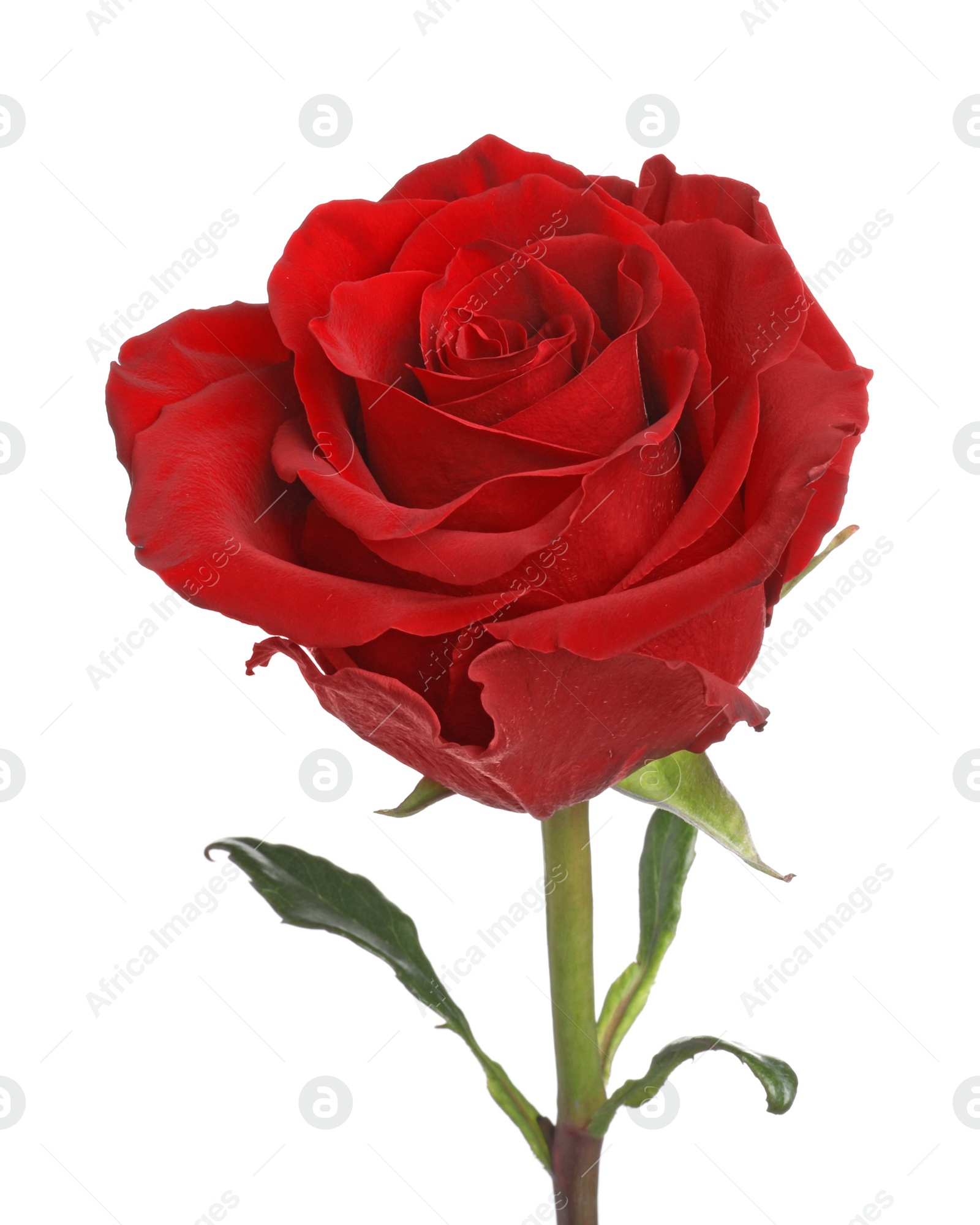 Photo of Beautiful fresh red rose isolated on white