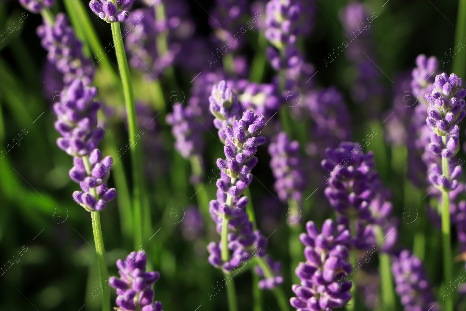 Photo of Beautiful blooming lavender plants in field on sunny day, closeup