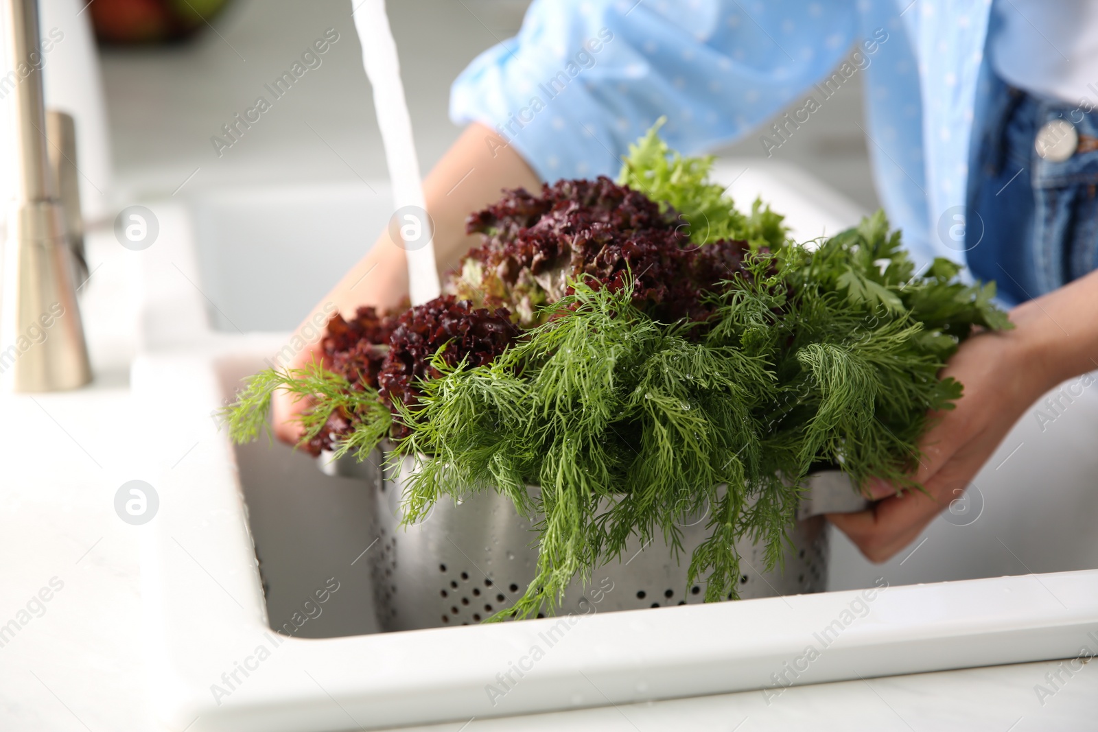 Photo of Woman washing fresh lettuce, dill and parsley in kitchen sink, closeup