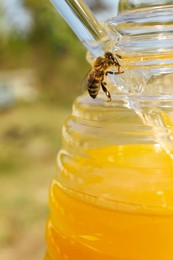 Photo of Bee on glass jar with delicious fresh honey, closeup