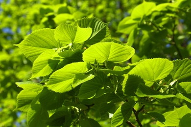 Photo of Tree with fresh young green leaves outdoors on spring day, closeup