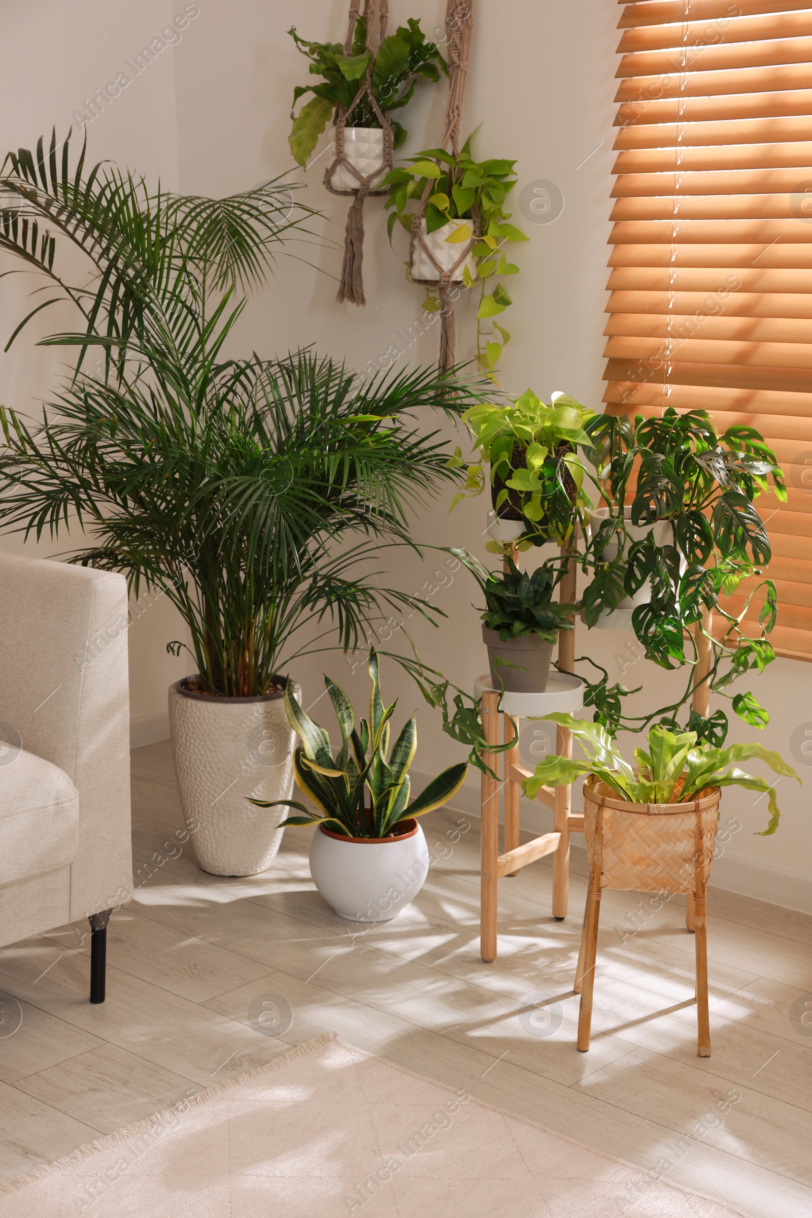 Photo of Cozy room interior with different beautiful houseplants near window