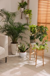 Cozy room interior with different beautiful houseplants near window