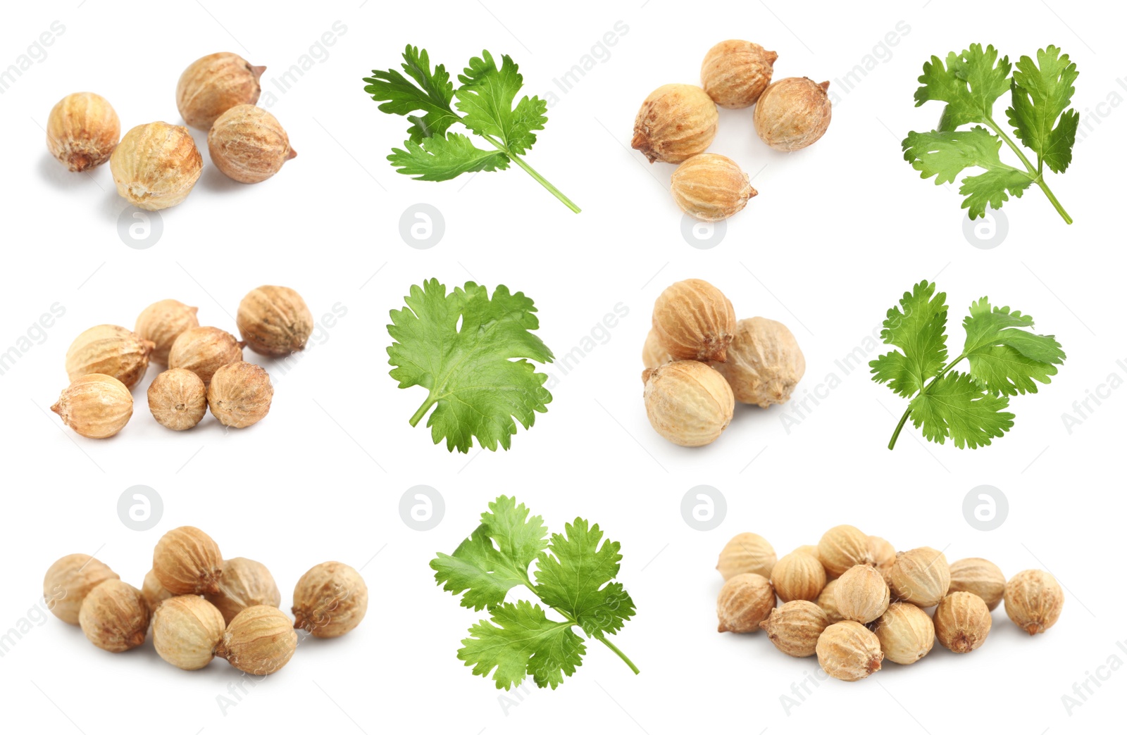 Image of Set with fresh green coriander leaves and dried seeds on white background