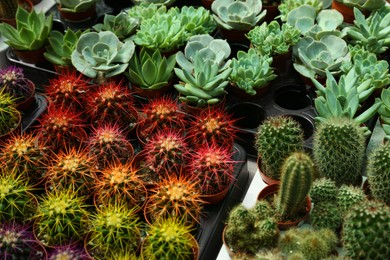 Pots with beautiful cacti and succulent plants in trays on table