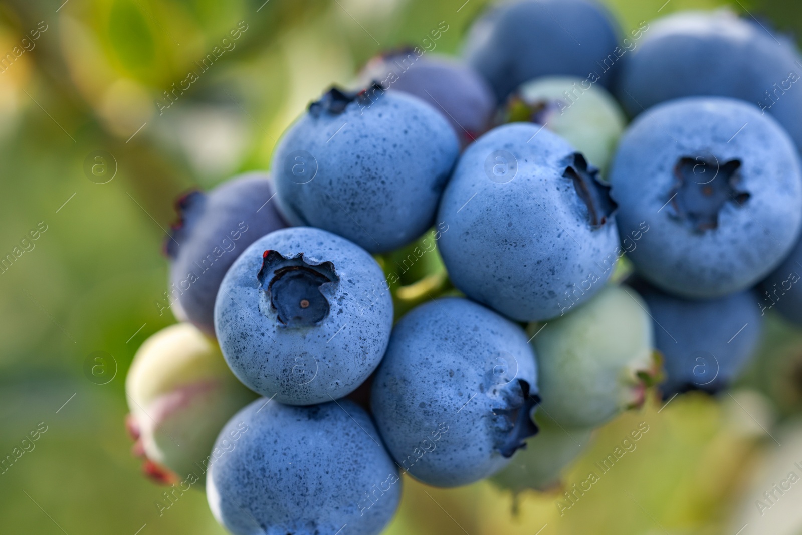 Photo of Wild blueberries growing outdoors, closeup. Seasonal berries