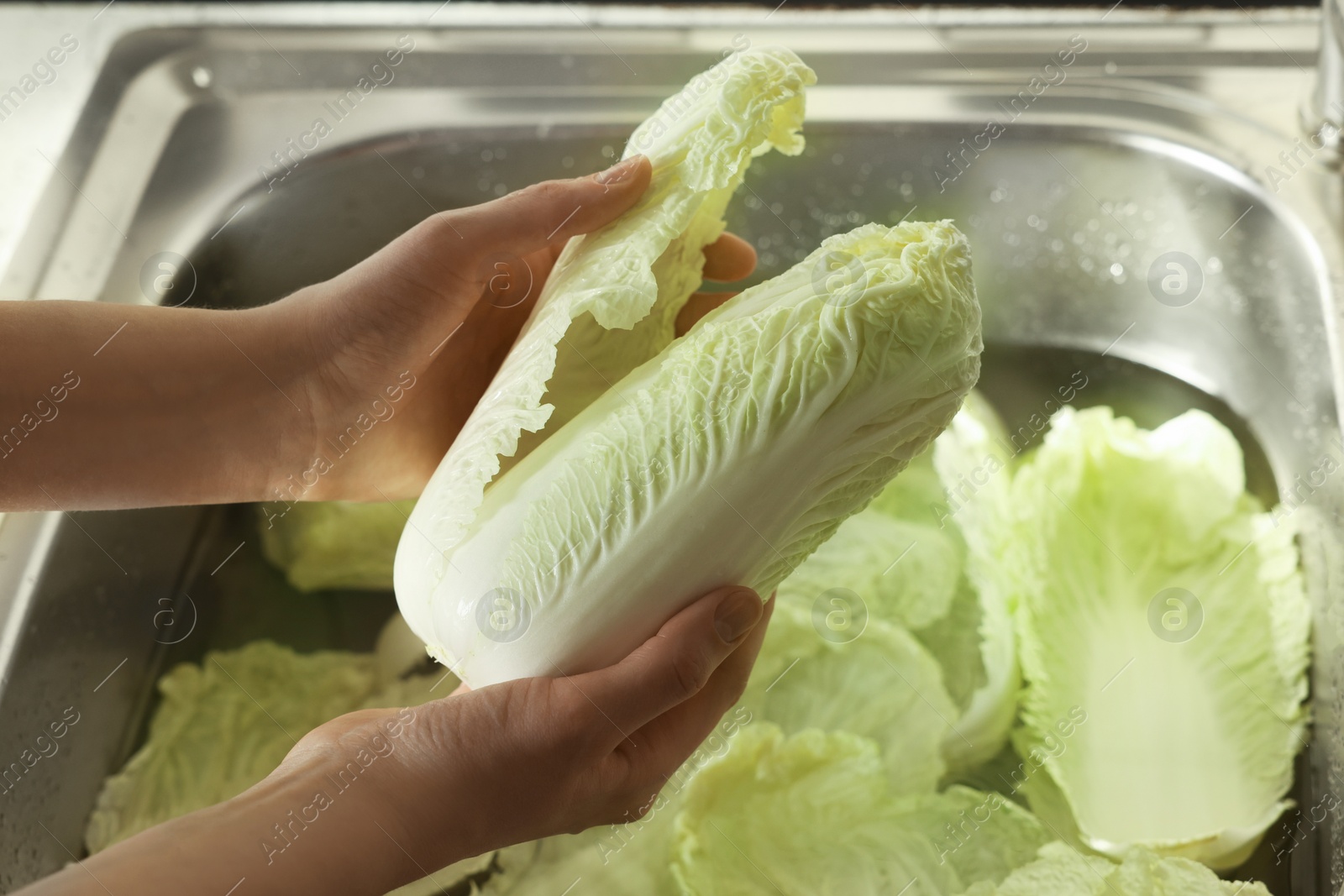 Photo of Woman washing fresh Chinese cabbages in sink, closeup