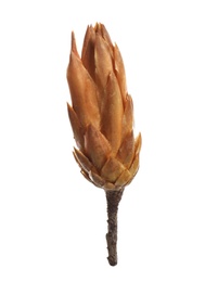 Beautiful dry protea flower bud isolated on white
