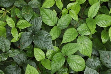 Photo of Beautiful wild plants with wet green leaves as background, top view