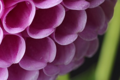 Beautiful Dahlia flower with water drops on petals, macro