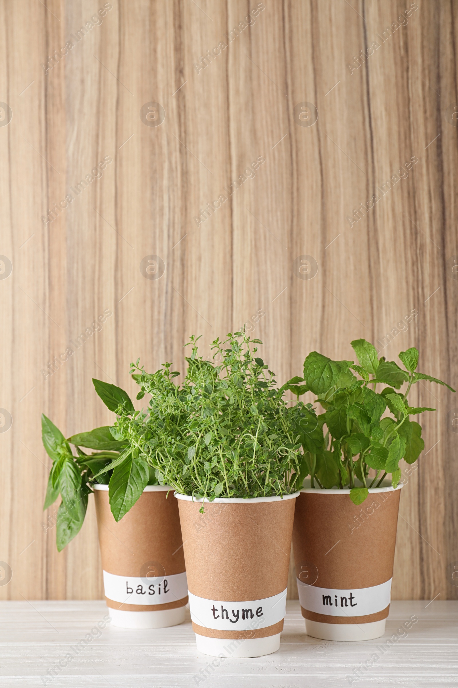 Photo of Seedlings of different herbs in paper cups with name labels on white table near wooden wall. Space for text