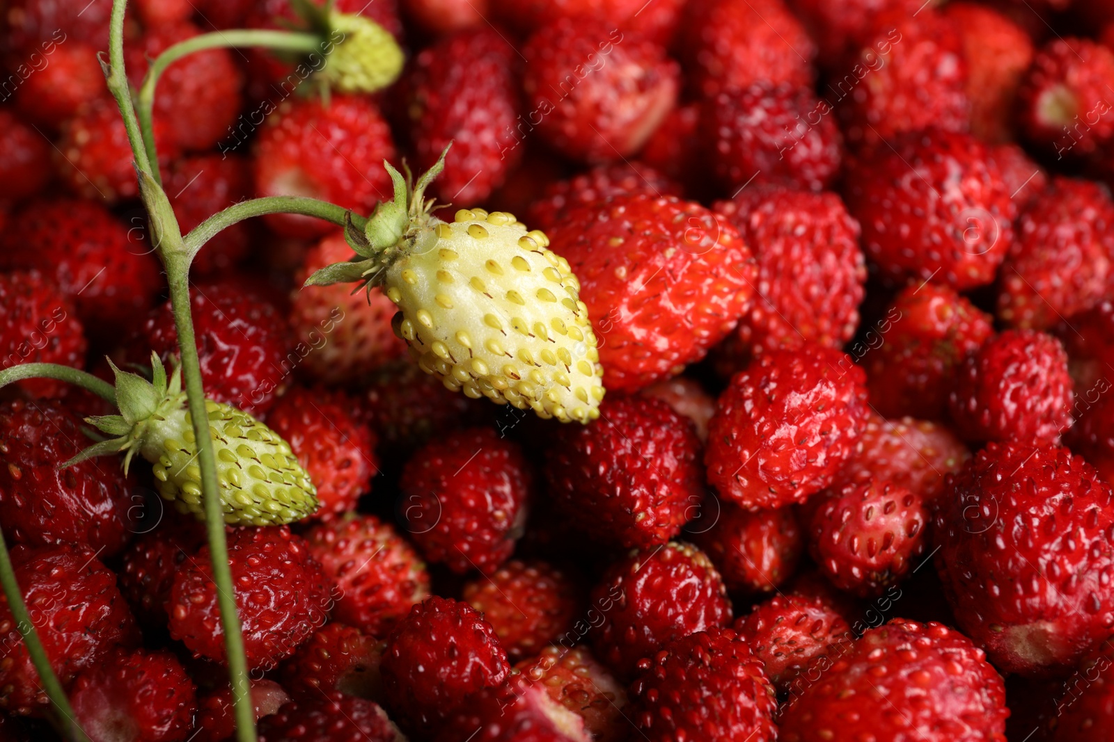 Photo of Many fresh wild strawberries as background, closeup
