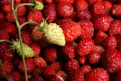 Many fresh wild strawberries as background, closeup