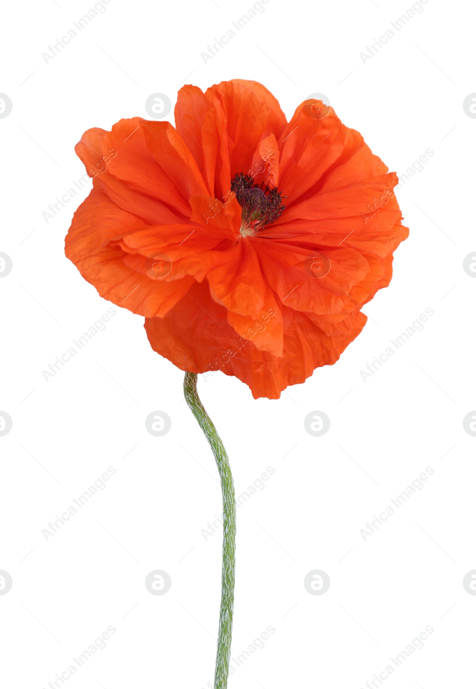 Photo of Beautiful bright red poppy flower on white background, top view