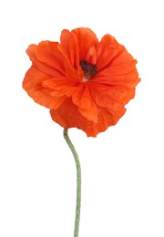 Photo of Beautiful bright red poppy flower on white background, top view