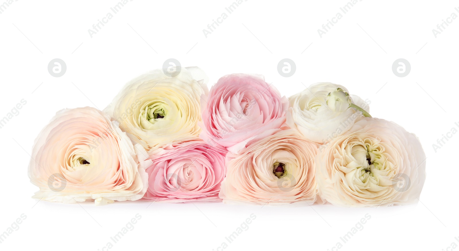 Photo of Beautiful spring ranunculus flowers isolated on white