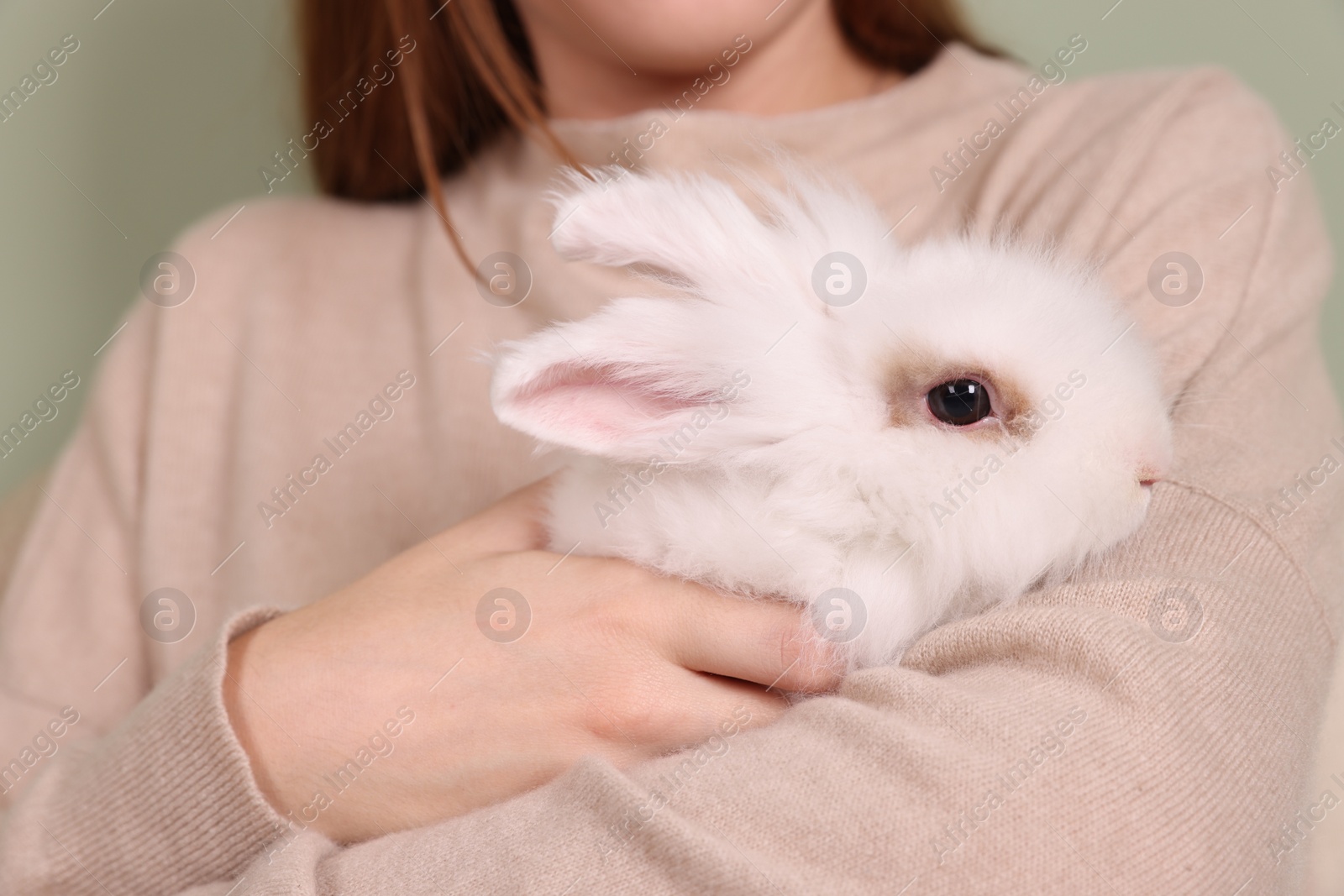 Photo of Woman with cute fluffy white pet rabbit indoors, closeup