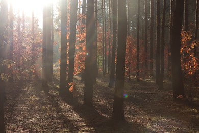 Photo of Picturesque view of forest with trees on sunny day. Autumn season