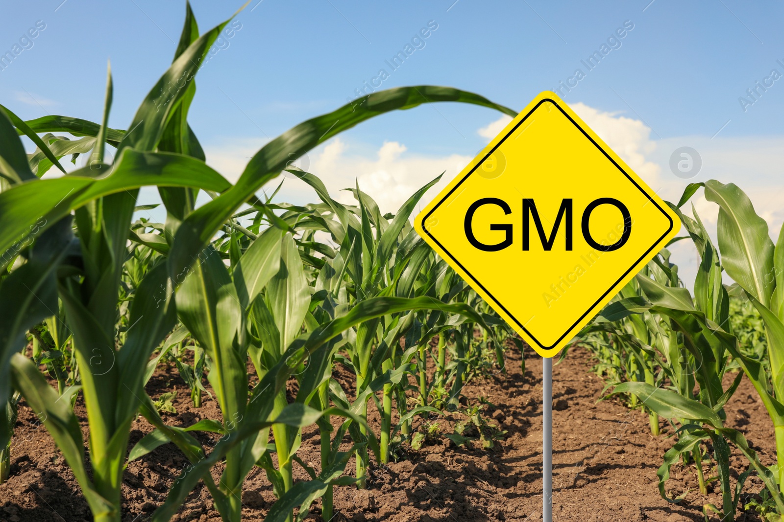 Image of Sign with abbreviation GMO in corn field on sunny day