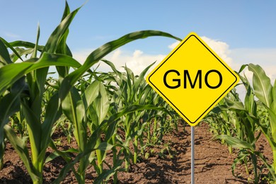 Sign with abbreviation GMO in corn field on sunny day