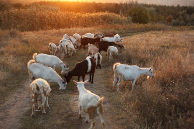 Farm animals. Goats on dirt road near pasture in evening