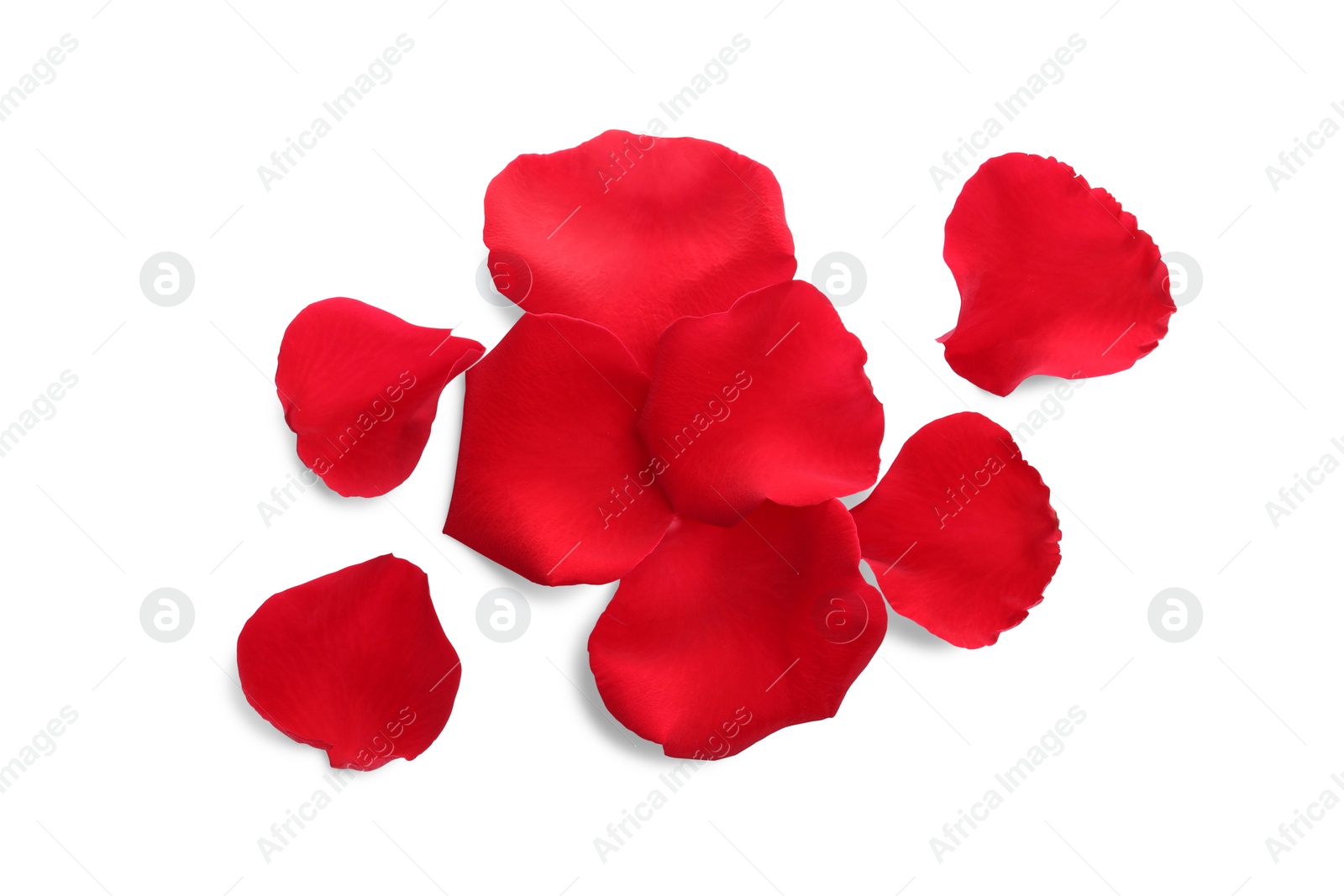Photo of Many red rose petals on white background, top view